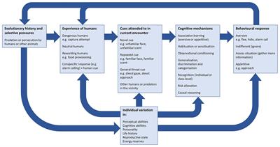 The Role of Animal Cognition in Human-Wildlife Interactions